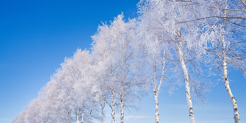写真提供：美瑛町