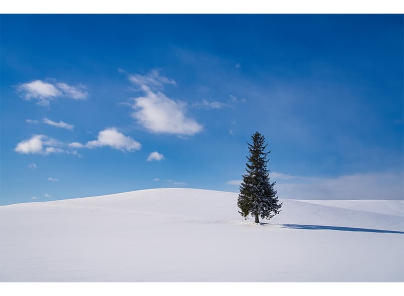 写真提供：美瑛町