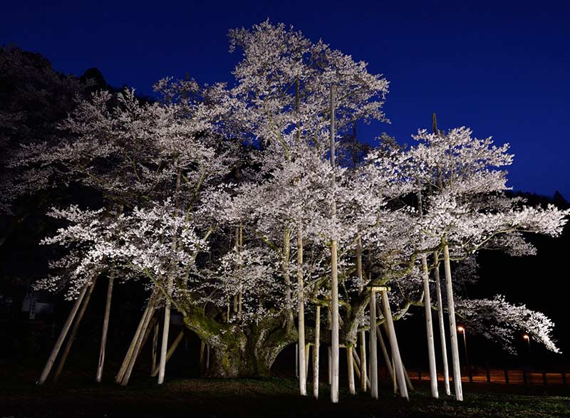日本五大桜淡墨桜ライトアップ日本の絶景 JTB 感動の瞬間(とき)
