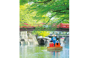 朝霧に佇む1本のシラカバの木「小田代ヶ原の貴婦人」 |日本の絶景 JTB