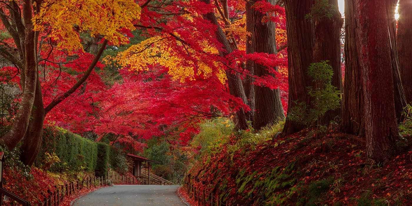 写真：中尊寺所蔵