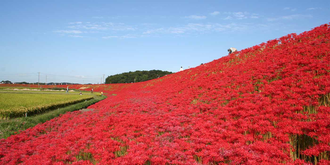 矢勝川堤に広がる300万本の彼岸花|日本の絶景 JTB 感動の瞬間（とき）