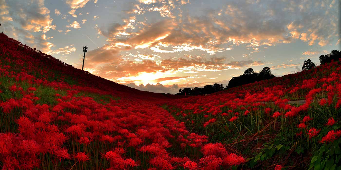 矢勝川堤に広がる300万本の彼岸花|日本の絶景 JTB 感動の瞬間（とき）