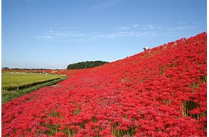 天空の城 竹田城跡からの絶景|日本の絶景 JTB 感動の瞬間（とき）