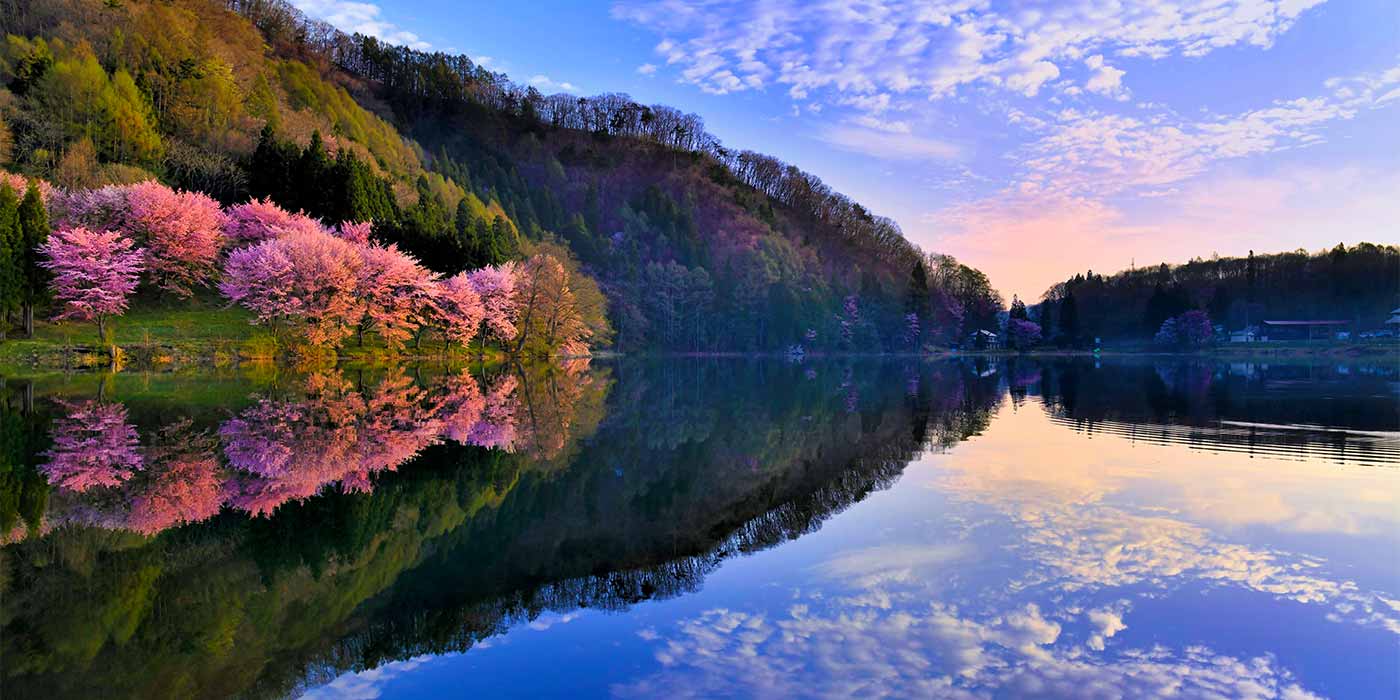 幻想的な水辺の桜シンメトリー「中綱湖のオオヤマザクラ」|日本の絶景