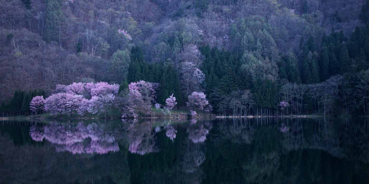 幻想的な水辺の桜シンメトリー「中綱湖のオオヤマザクラ」|日本の絶景