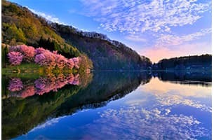 幻想的な水辺の桜シンメトリー「中綱湖のオオヤマザクラ」|日本の絶景