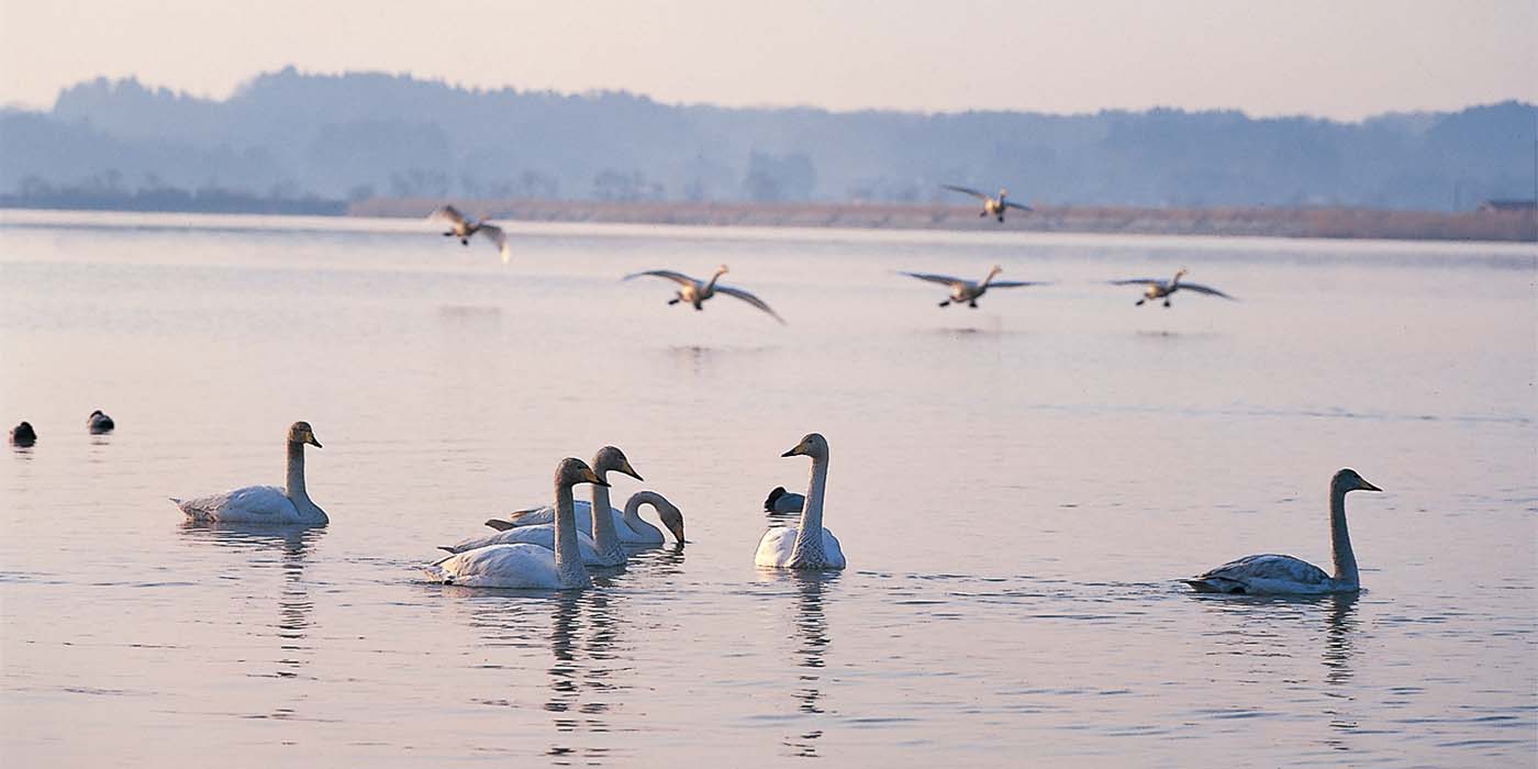 写真提供：宮城県観光プロモーション推進室