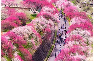 日本一の桃源郷「花桃の里」|日本の絶景 JTB 感動の瞬間（とき）