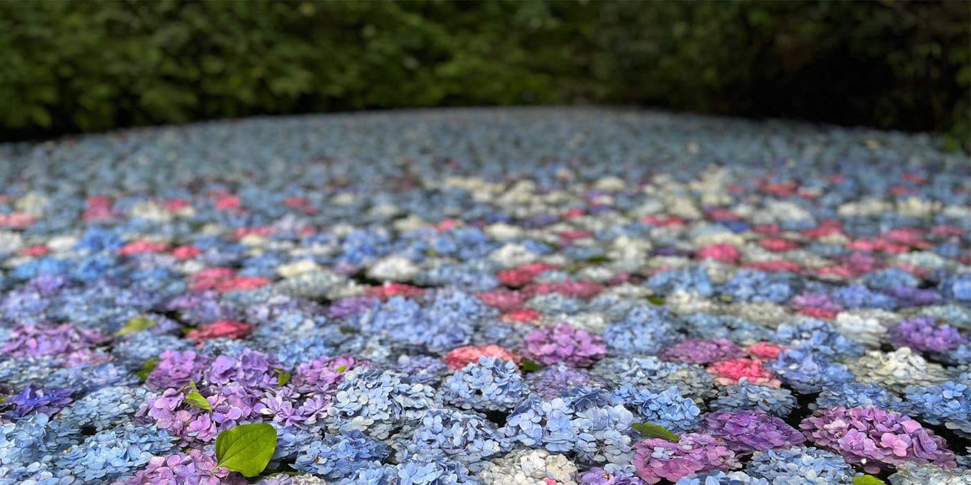 まるでモザイク画！木漏れ日を浴びて幻想的に輝く「みちのくあじさい園