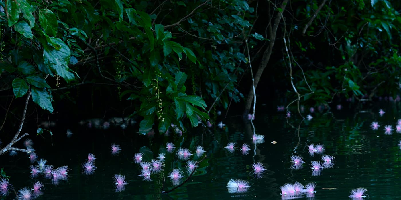 早朝のカヌーで見る西表島のさがり花 日本の絶景 Jtb 感動の瞬間 とき