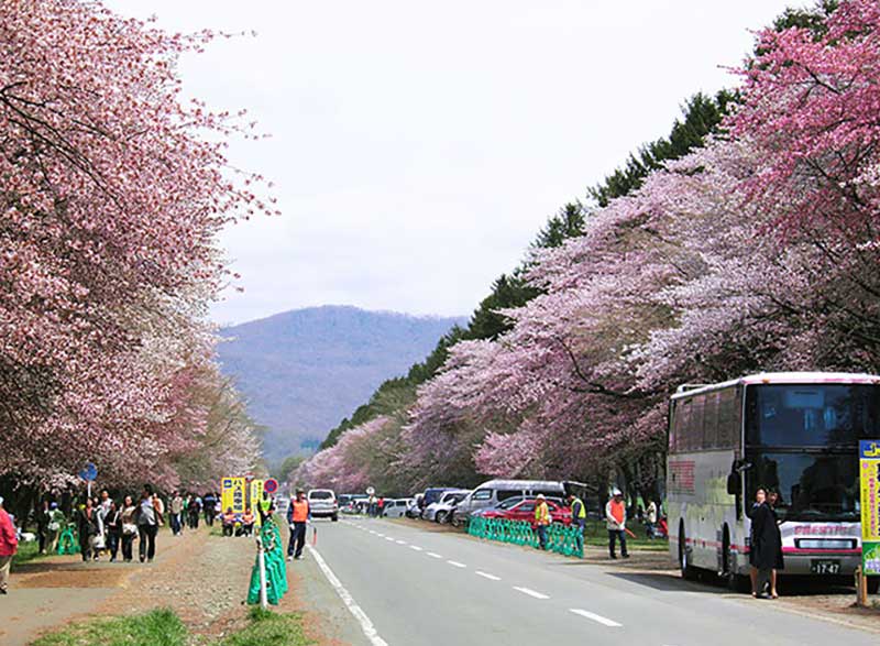 静内 二十間道路桜並木|日本の絶景 JTB 感動の瞬間（とき）