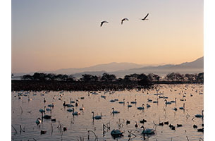 冬の使者“白鳥”の瓢湖|日本の絶景 JTB 感動の瞬間（とき）