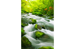 新緑かおる奥入瀬渓流