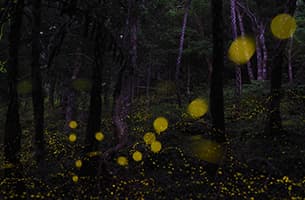 陸上の星空観賞「ヤエヤマホタル」石垣市