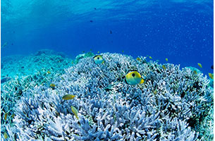 世界中のダイバーが惚れ込む青の世界「ケラマブルー」