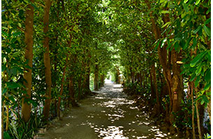 木漏れ日が差し込む幸福の「フクギ並木道」