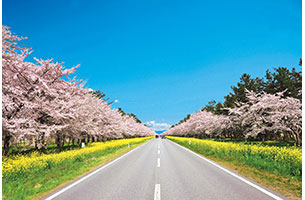 11ｋｍにもおよぶ菜の花と桜の道