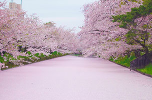 弘前公園の外濠に敷き詰められた桜の絨毯（じゅうたん）