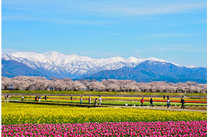 春爛漫！残雪の北アルプスと花々が奏でるあさひ舟川「春の四重奏」
