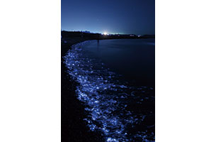 幻想的な蒼い光のファンタジー「ホタルイカの身投げ」