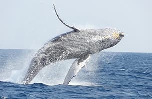 ザトウクジラのダイナミックなジャンプを見に行こう！