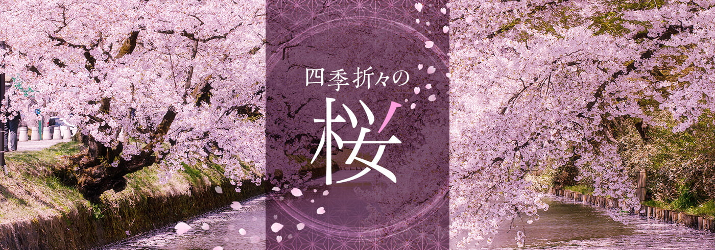 日本の絶景 四季折々の桜 特集