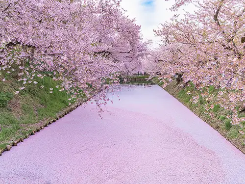 弘前公園の桜並木と花筏
