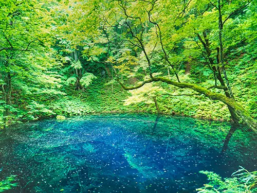 新緑と十二湖の青池