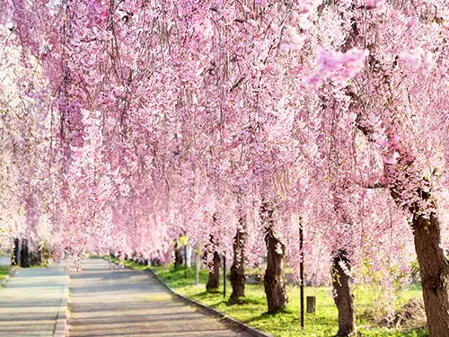 日中線しだれ桜並木