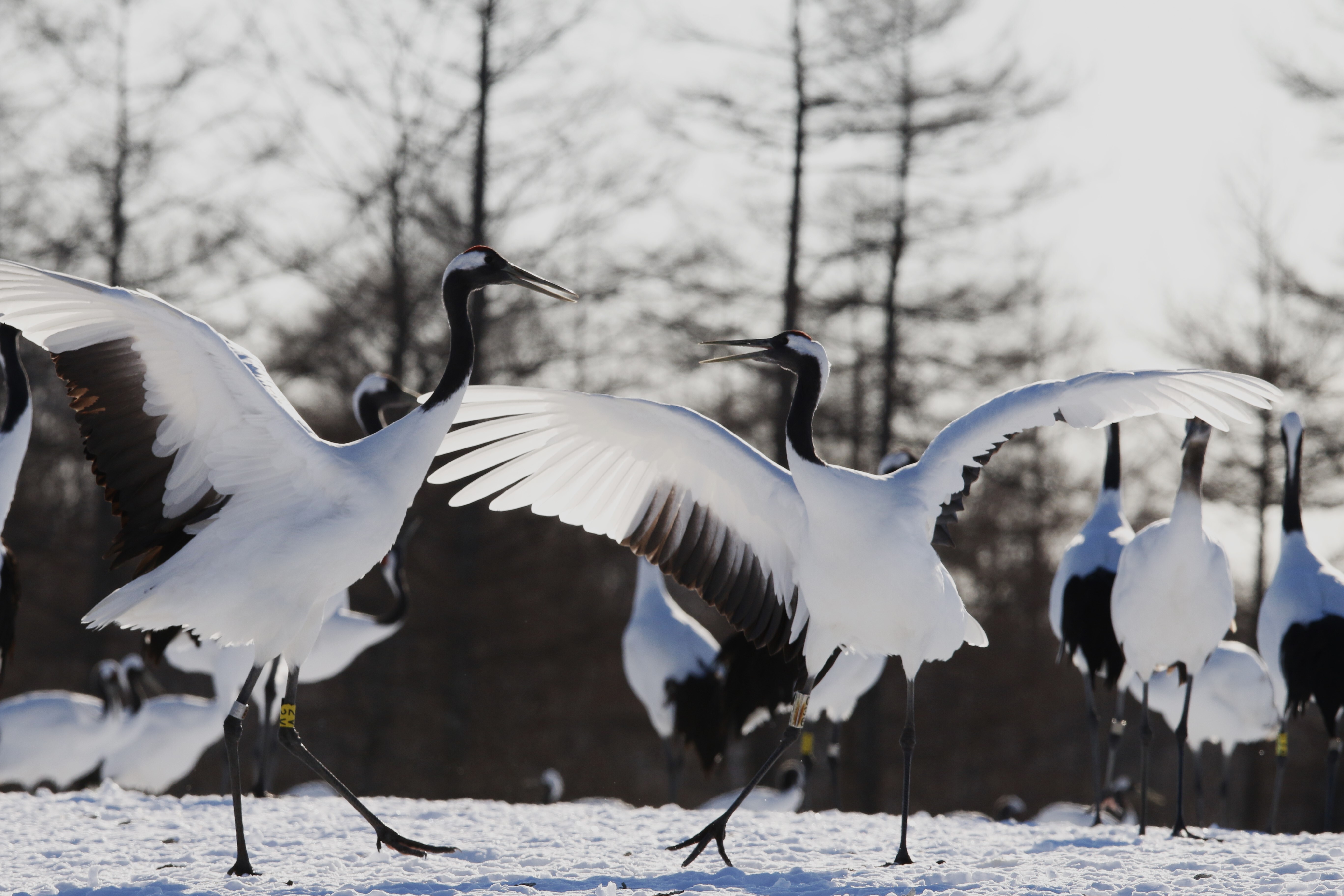 鶴居・伊藤タンチョウサンクチュアリ