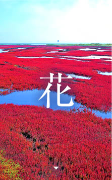 �� ���x���_�[�E���E�������ȂǁA�k�C���e�n�̉Ԃ̖����𖞋i����v�����B�F�Ƃ�ǂ�̉Ԃ������\���������܂��B