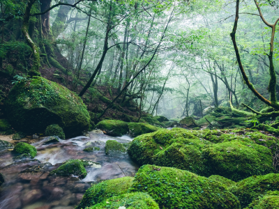 屋久島・種子島・奄美大島 イメージ