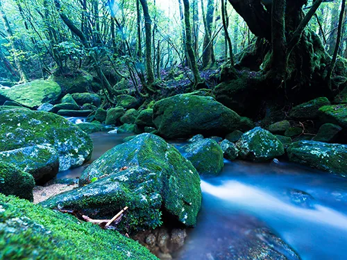 屋久島 イメージ