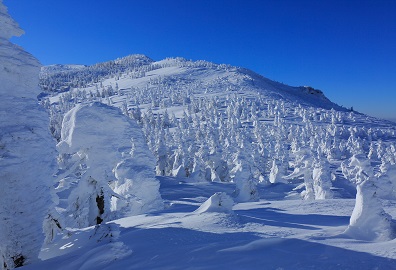 蔵王の樹氷