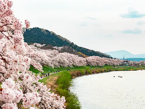 白石川堤一目千本桜
