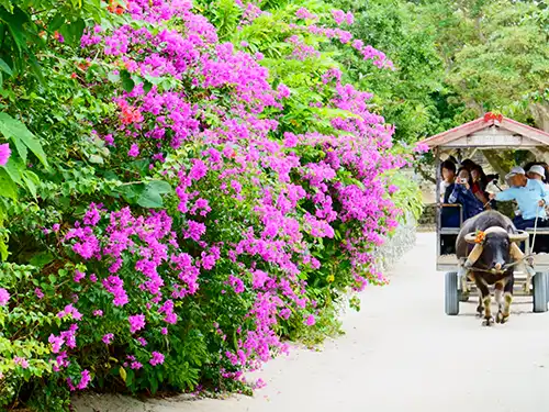 竹富島・小浜島