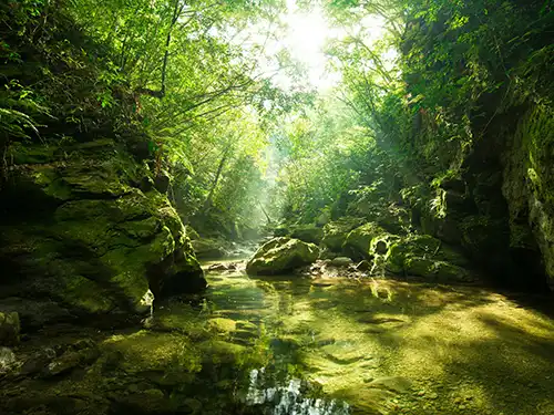 やんばる・オクマ