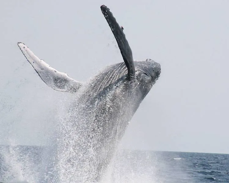 ホエールウォッチング