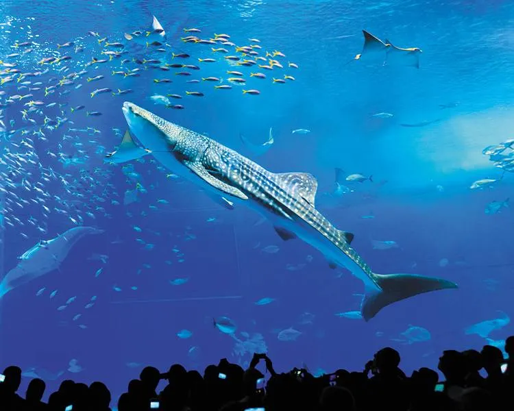 沖縄美ら海水族館