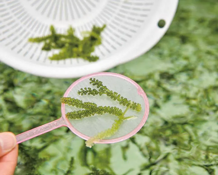 海ぶどうすくい体験