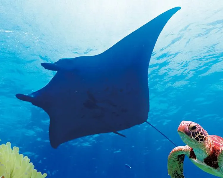 マンタとウミガメシュノーケル＋おさかなシュノーケル