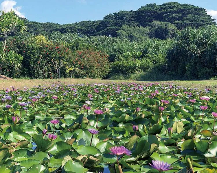 サイエンスガーデン