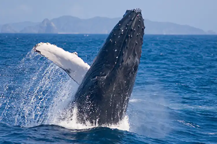 クジラジャンプ