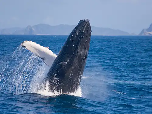 ホエールウォッチング