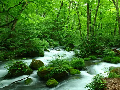 地元ガイドとあるく奥入瀬渓流〈プライベートガイドプラン〉 【流れのコース】 イメージ