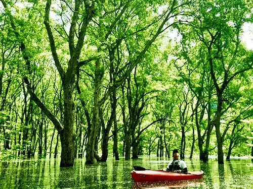 奇跡の絶景！水没林カヌーツアー〈プライベートガイドプラン〉 イメージ