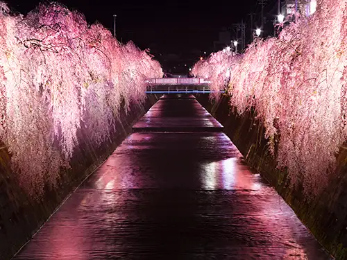 倉津川しだれ桜ライトアップ