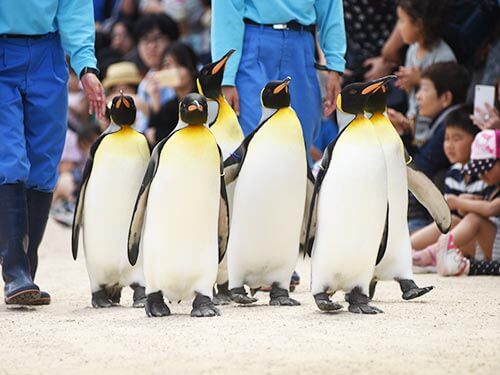 長崎ペンギン水族館
