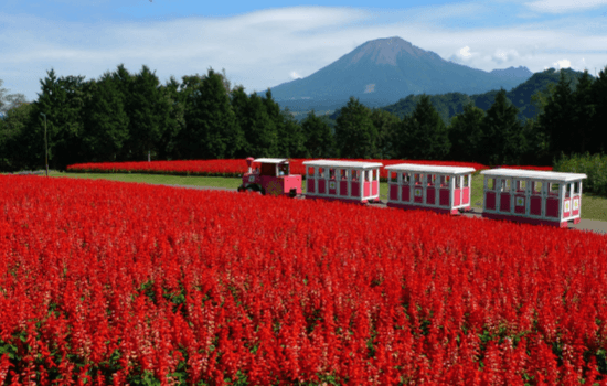 とっとり花回廊